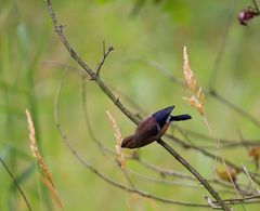 Jungvogel vom Dompfaff 