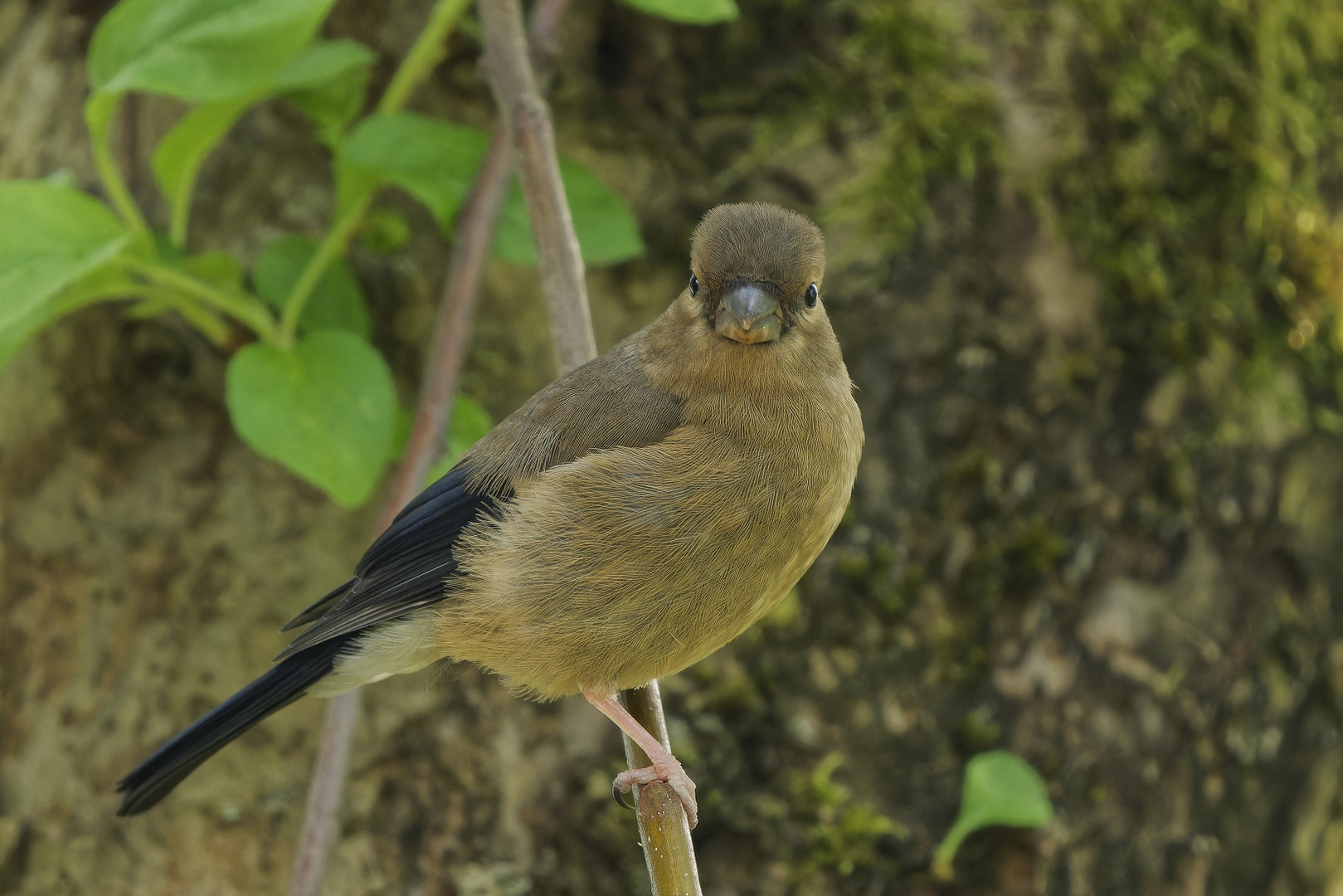 Jungvogel vom Dompfaff