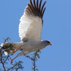 Jungvogel Weißbürzel-Singhabicht