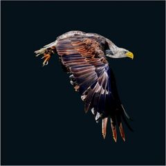 Jungvogel - Weißkopfseeadler