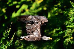Jungvogel - Weißkopfseeadler
