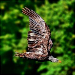 Jungvogel - Weißkopfseeadler
