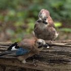  Jungvogel wird gefüttert.