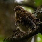 Jungvogel , Zaunkönig ?