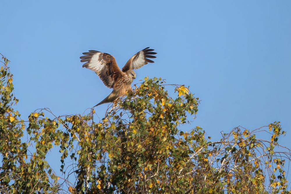 Jungvogel(2)