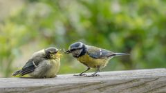 Jungvogelfütterung ...