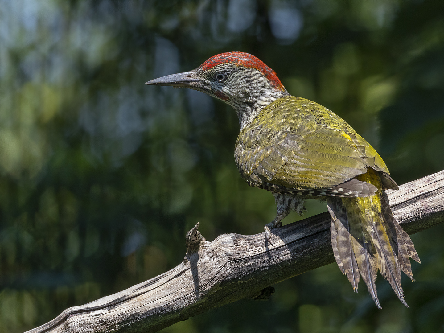 Jungvogel,Grünspecht