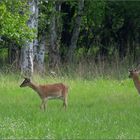 Jungvolk im Maiengrün