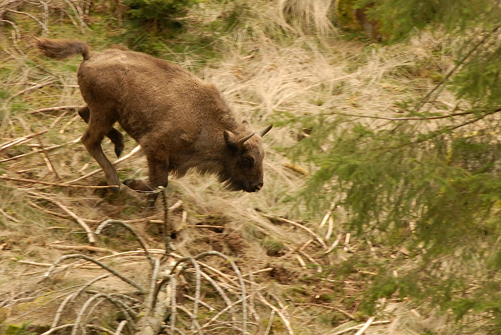 Jungwisent am Rothaarsteig