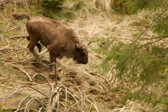 Jungwisent am Rothaarsteig