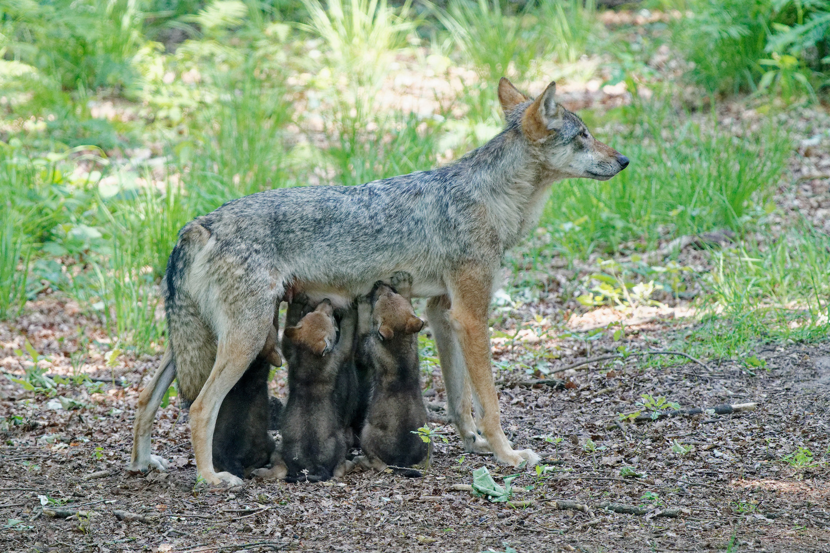 Jungwölfe im Wildtierpark "Alte Fasanerie" in Hanau