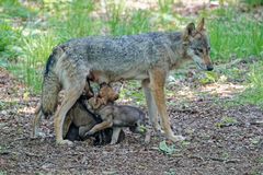 Jungwölfe im Wildtierpark "Alte Fasanerie" in Hanau