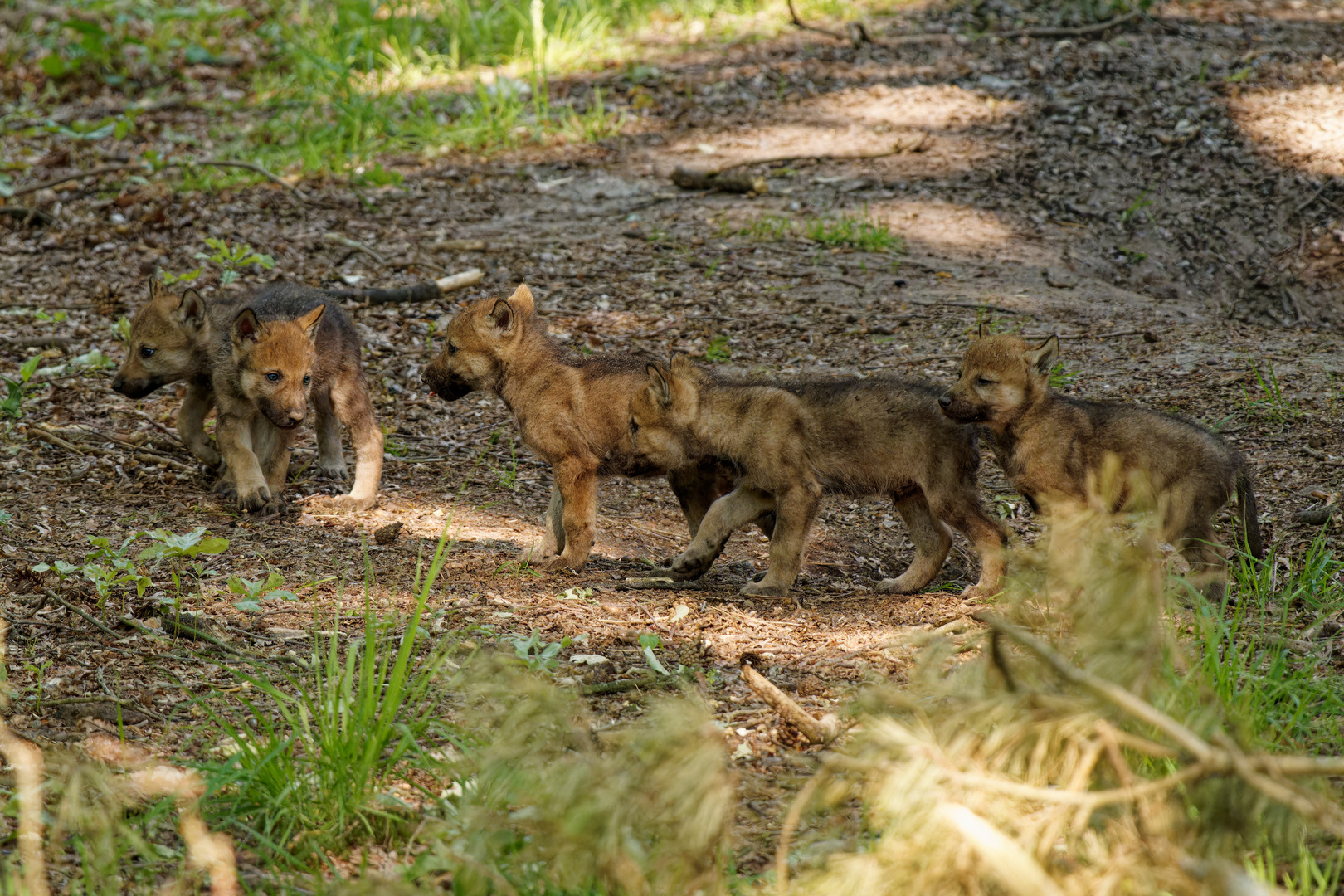 Jungwölfe im Wildtierpark "Alte Fasanerie" in Hanau