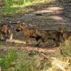 Jungwölfe im Wildtierpark "Alte Fasanerie" in Hanau