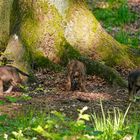 Jungwölfe im Wildtierpark "Alte Fasanerie" in Hanau