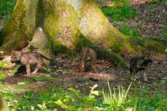 Jungwölfe im Wildtierpark "Alte Fasanerie" in Hanau