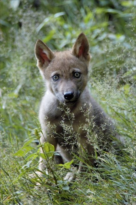 Jungwolf im Nationalpark Bayrischer Wald