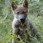 Jungwolf im Nationalpark Bayrischer Wald