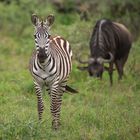 Jungzebra