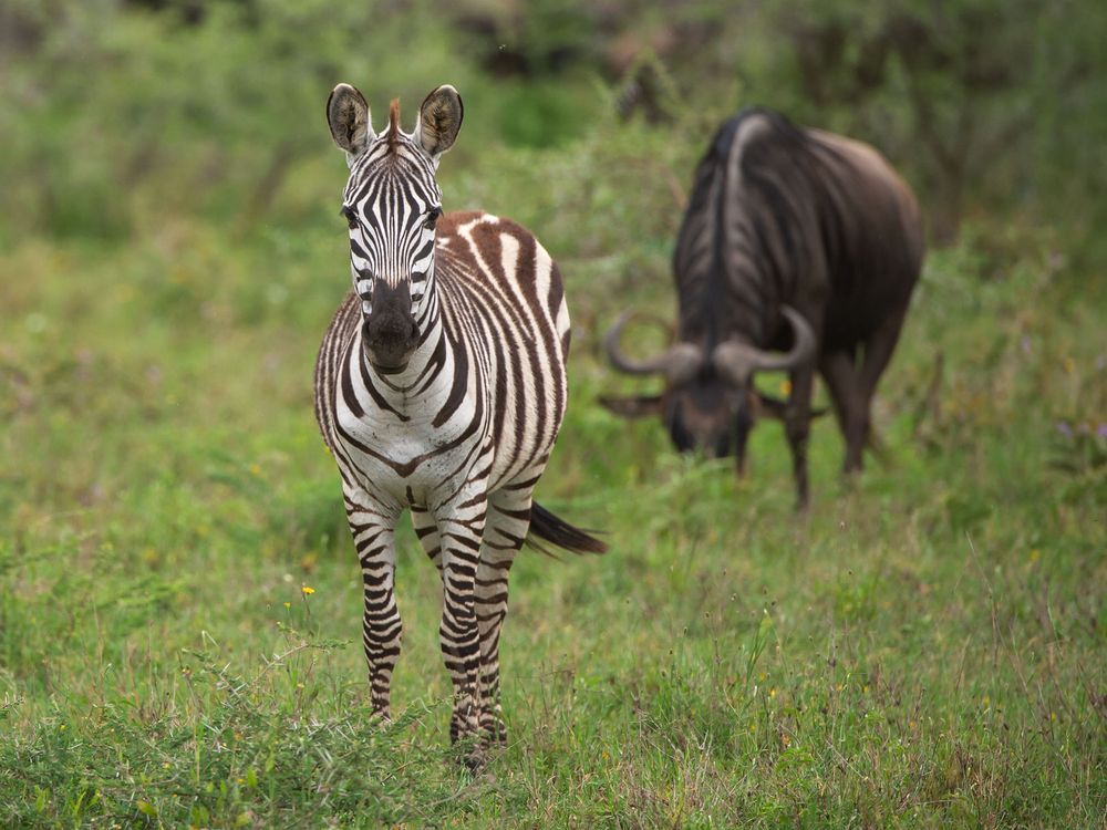 Jungzebra