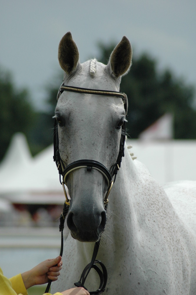 Jungzüchter Tarmstedt 2008