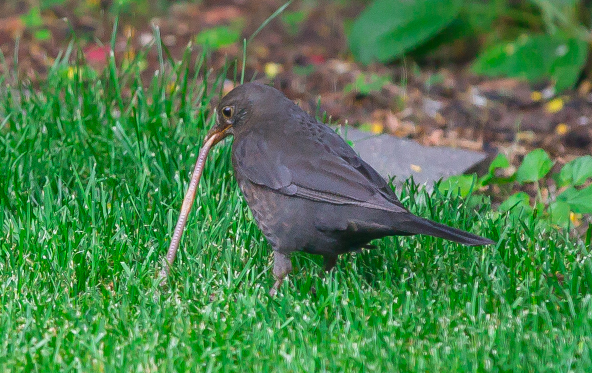 Juni 2012 - Amsel im Kampf mit einem Wurm, der leider verloren hat......