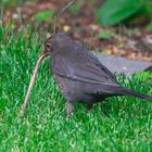 Juni 2012 - Amsel im Kampf mit einem Wurm, der leider verloren hat......