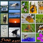 °°°JUNI 2015 °°°