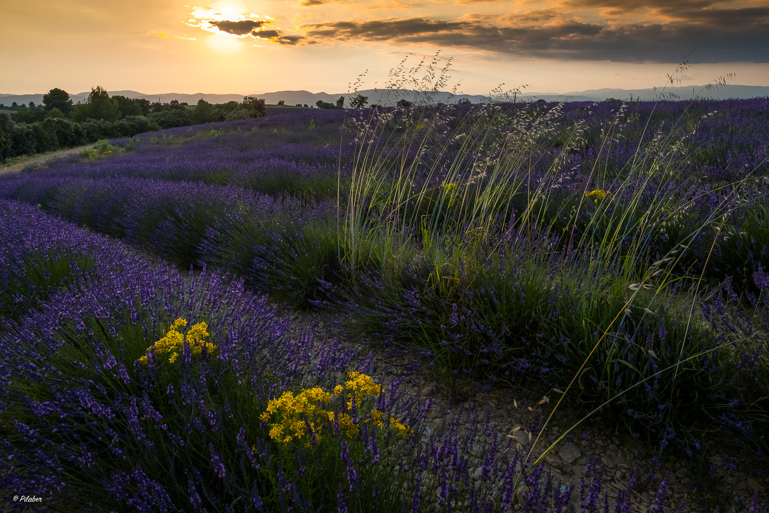 Juni 2020 ? Foto & Bild | europe, france, provence-alpes ...