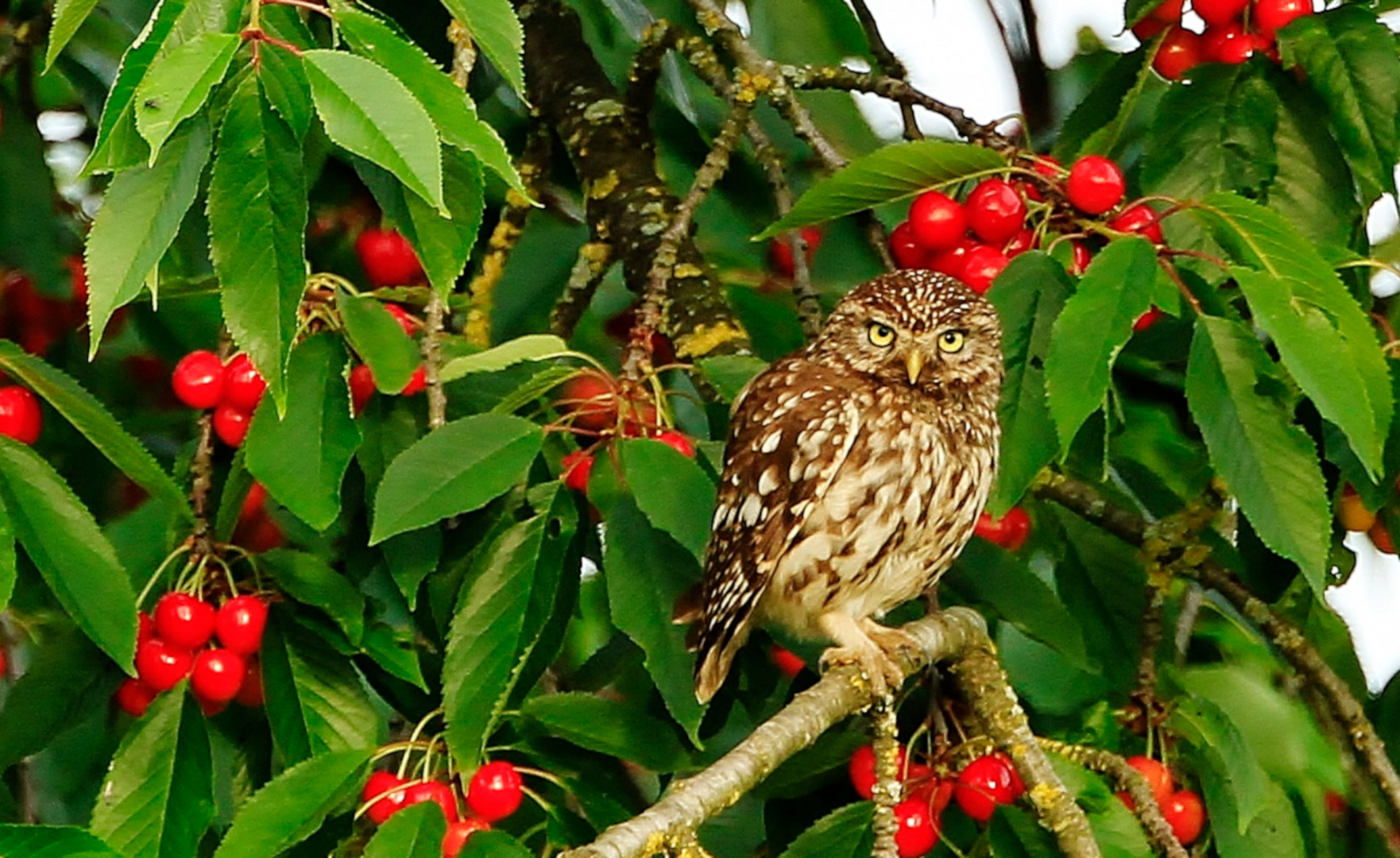 Entdecke die Magie der Natur mit Juni Bilder Natur: Eintauchen in die Schönheit der Wildnis