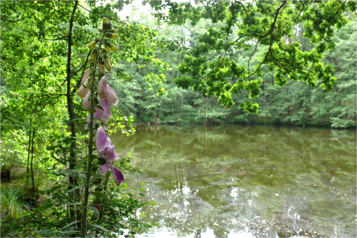 Juni am Schildkrötenteich