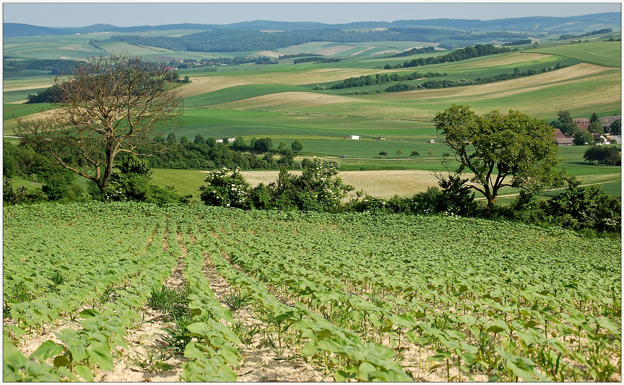 Juni Ausblick