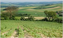 Juni Ausblick