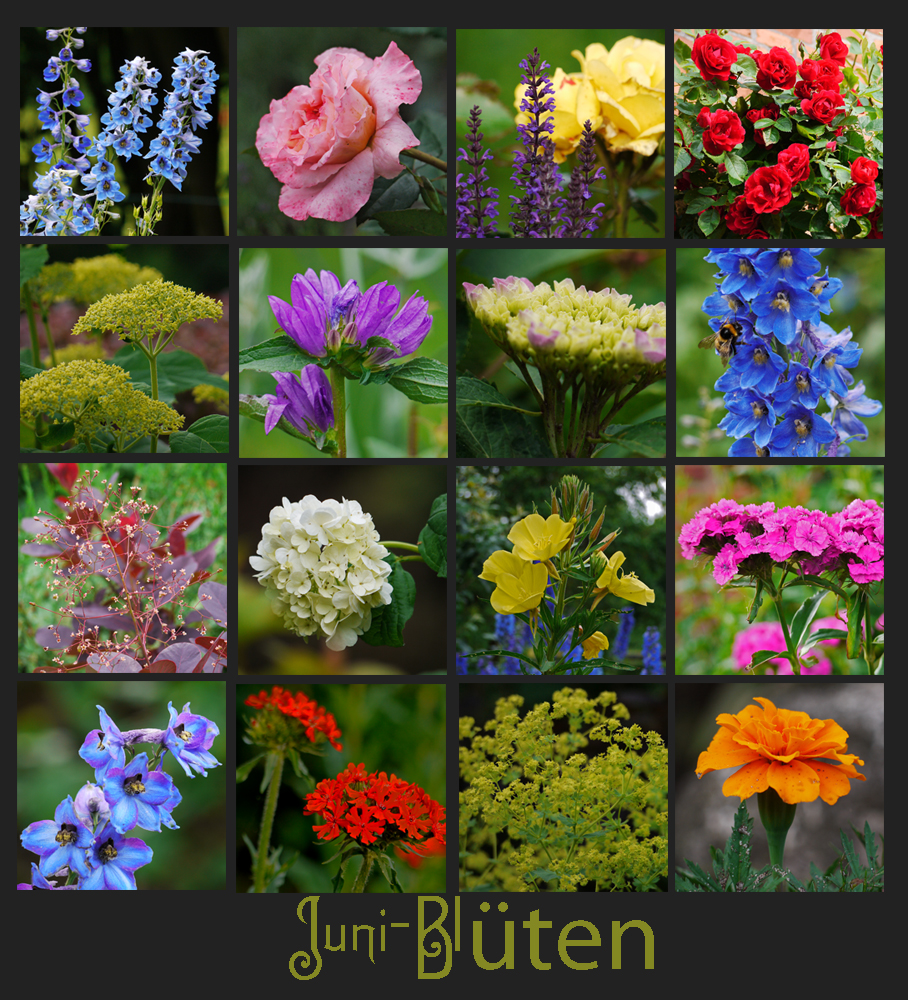 JuniBlüten Foto & Bild jahreszeiten, sommer, collagen Bilder auf