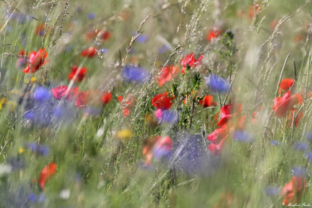 Juni-Farben 1