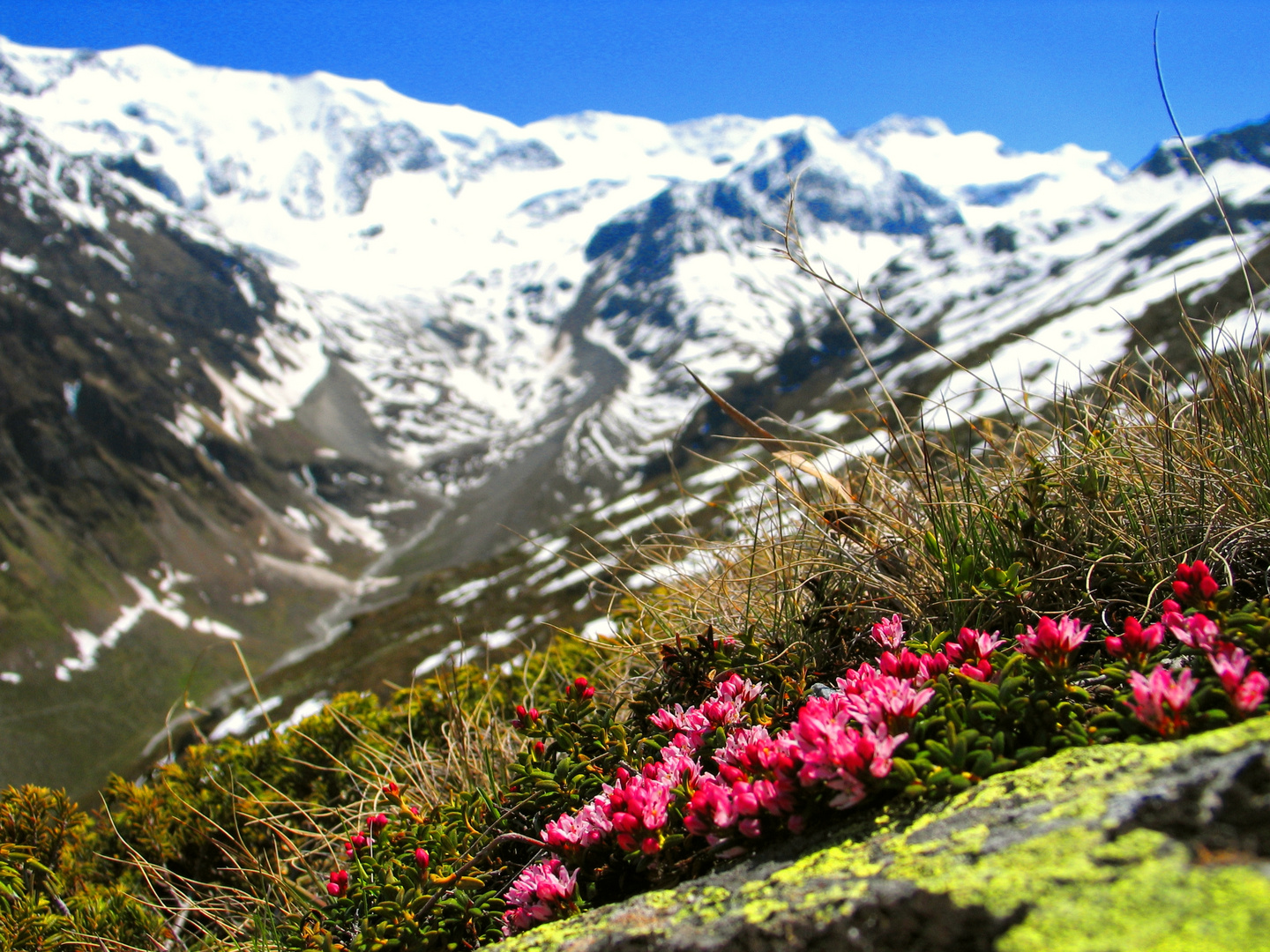 Juni in den Alpen