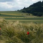 Juni in der Eifel