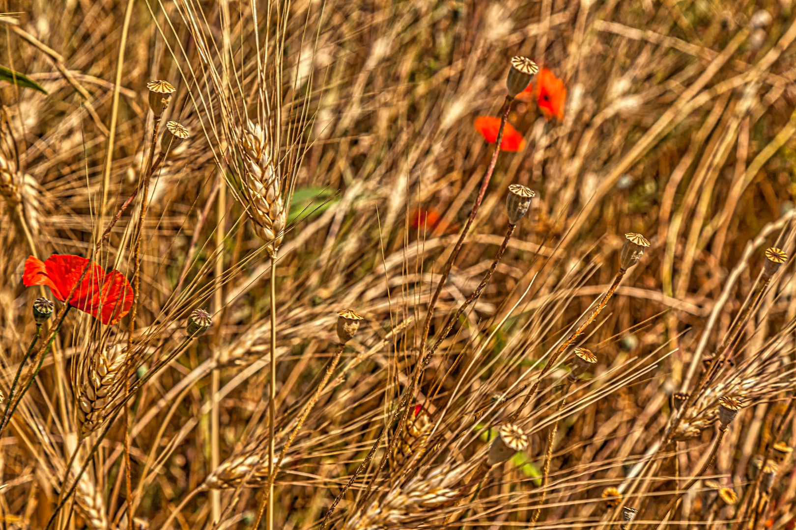 Juni in der Provence