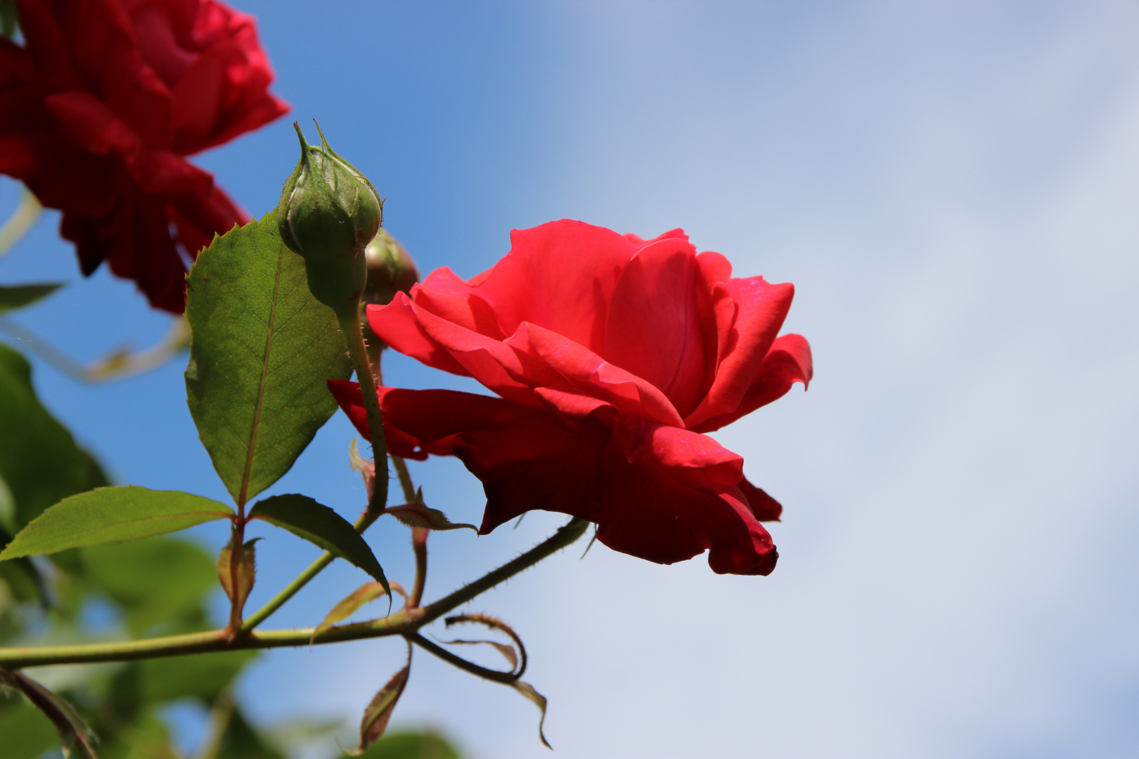 Juni ist Rosenzeit