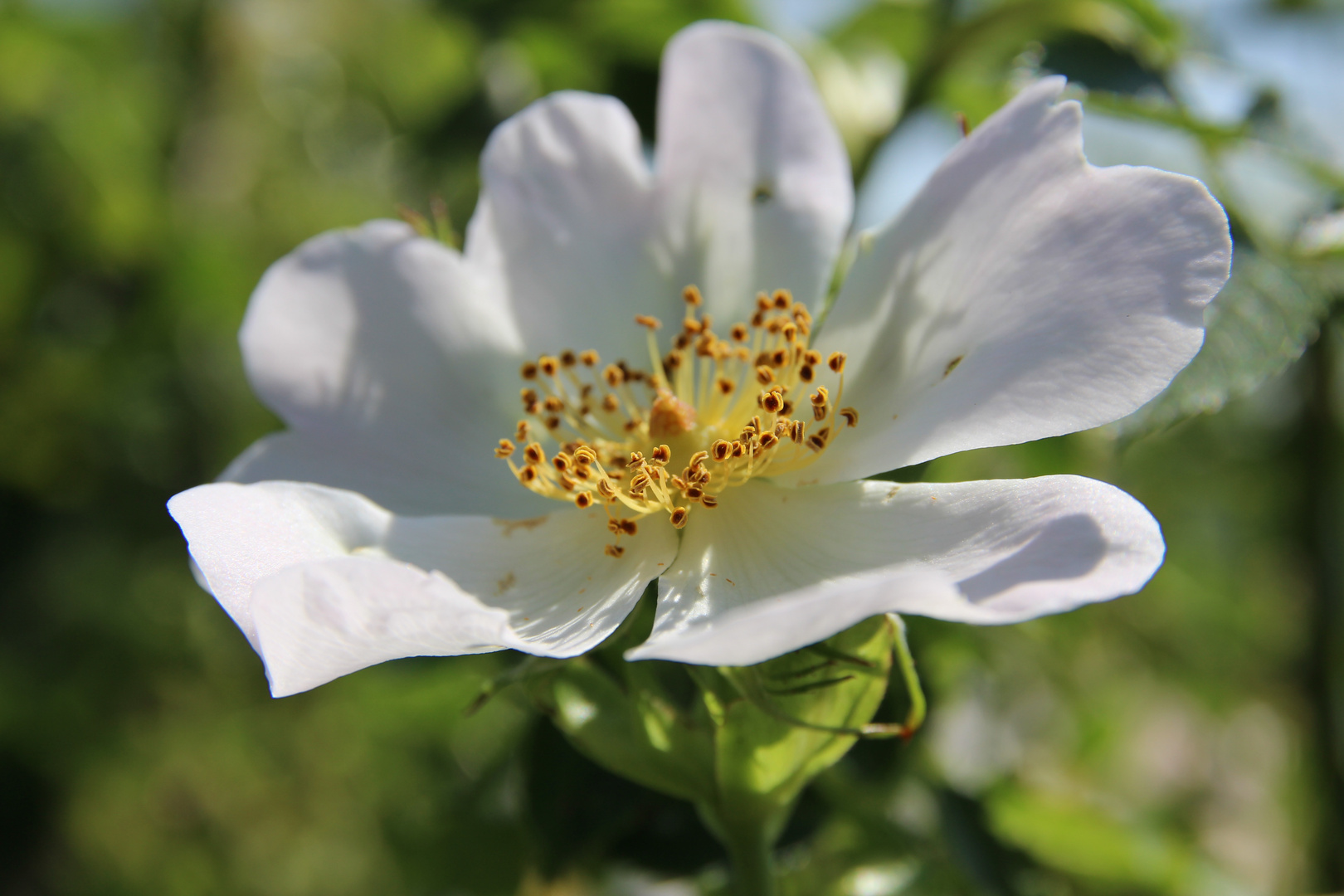 Juni ist Rosenzeit