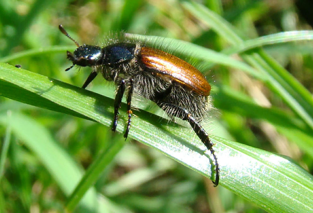 Juni-Käfer