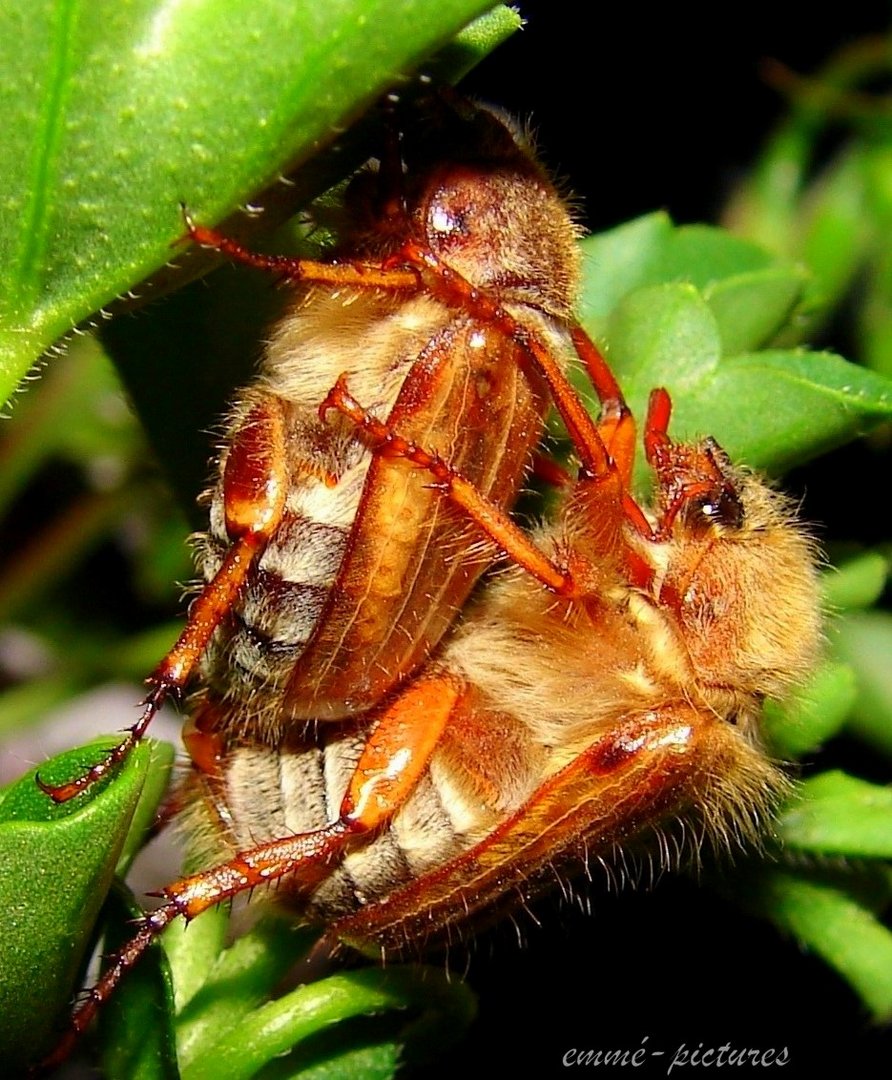 Juni-Käfer bei der Paarung