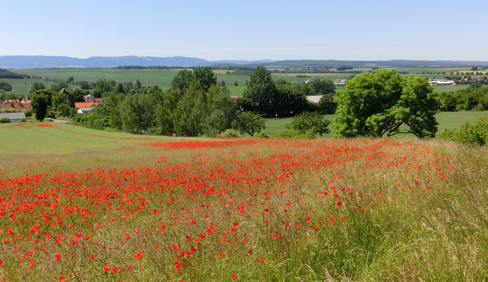 Juni-Landschaft   (2)