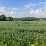 Juni-Landschaft