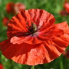 juni mohn