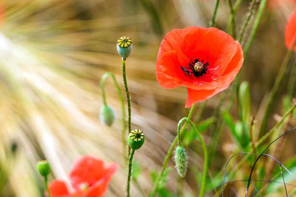 Juni Mohn Foto & Bild jahreszeiten, sommer, mohn Bilder auf