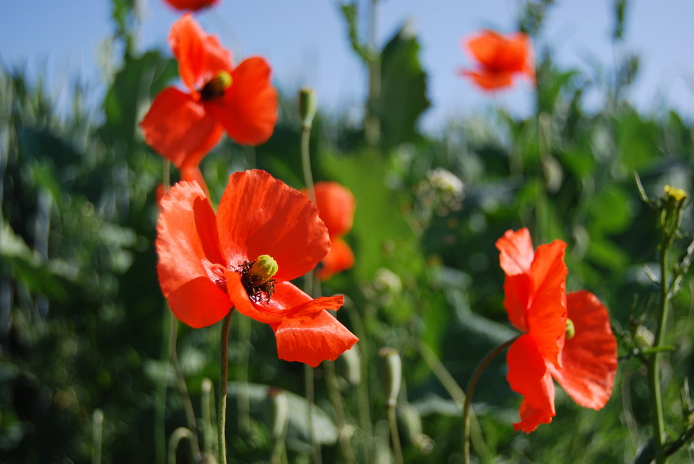 Juni-Mohn am Feldrand