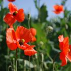 Juni-Mohn am Feldrand