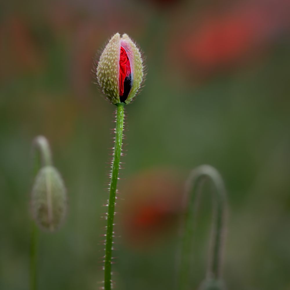 Juni-Mohn