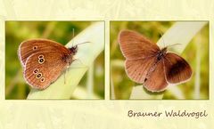 Juni-Schmetterling